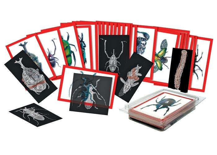 Set de tarjetas de insectos y rayos X